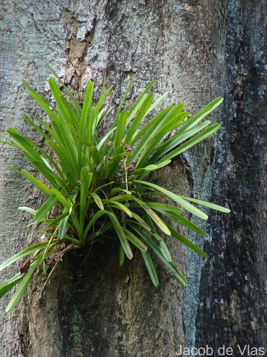 Cymbidium aloifolium (L.) Sw.